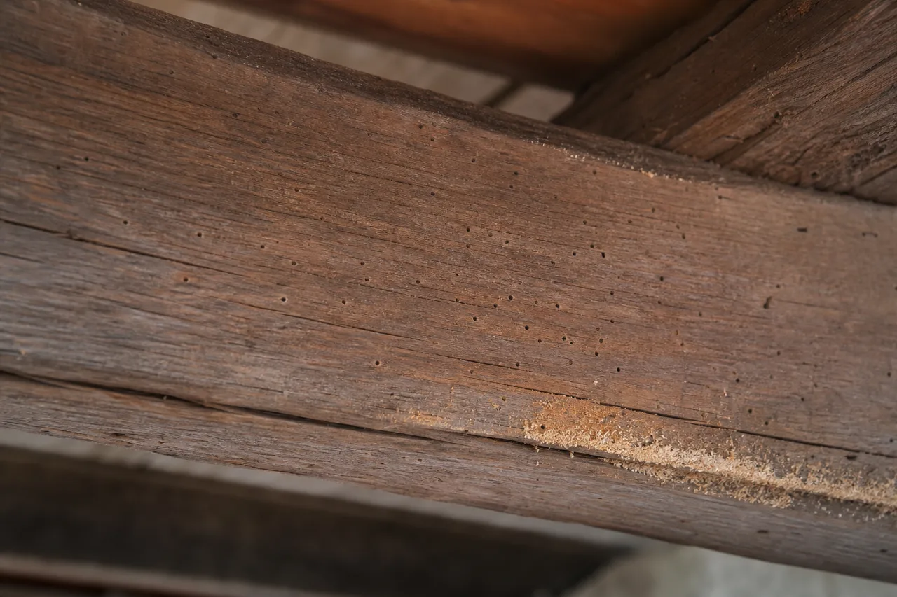 Petits trous et dépôts de sciure sur une poutre ancienne